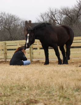 horse pasture