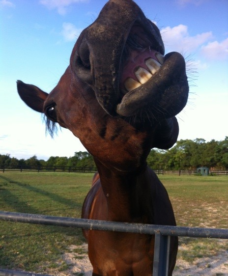 horsey smile